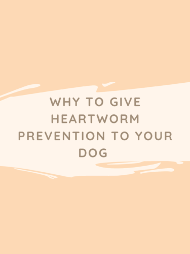 Why To Give Heartworm Prevention To Your Dog