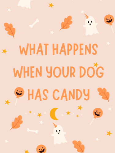 What Happens If Your Dog Has Candy